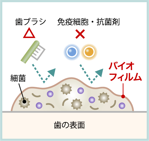 バイオフィルムの図解